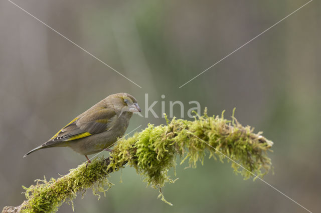 Groenling (Carduelis chloris)