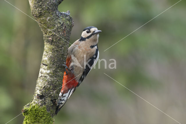 Grote Bonte Specht (Dendrocopos major)