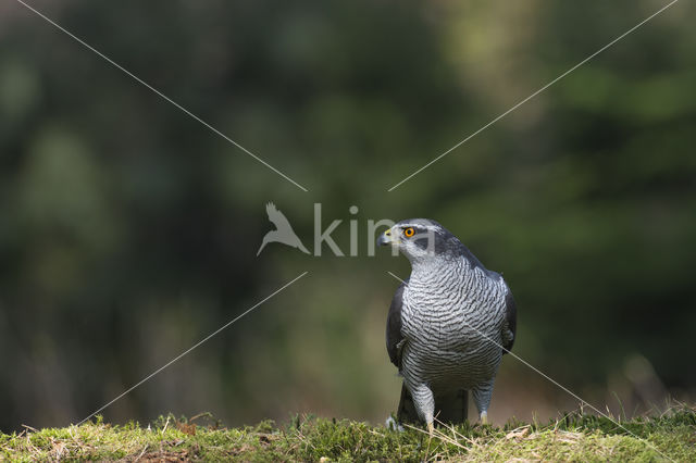 Havik (Accipiter gentilis)