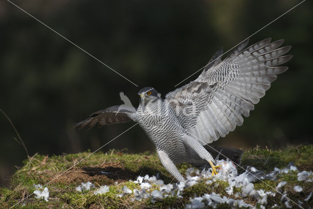 Goshawk (Accipiter gentilis)