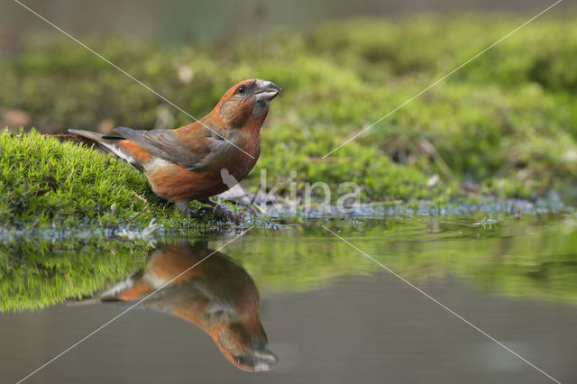 Red Crossbill (Loxia curvirostra)