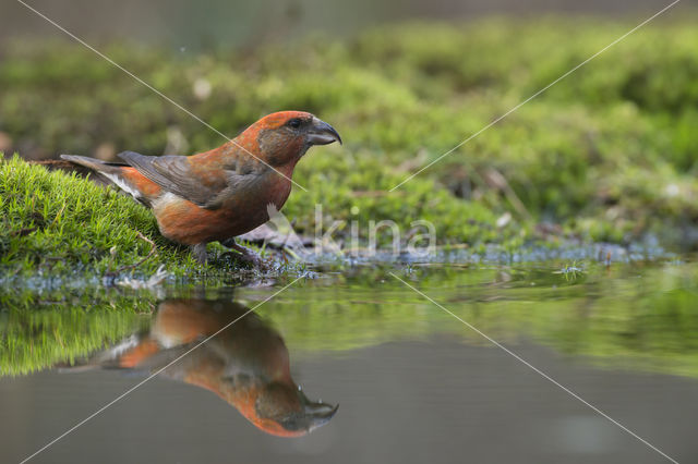 Red Crossbill (Loxia curvirostra)