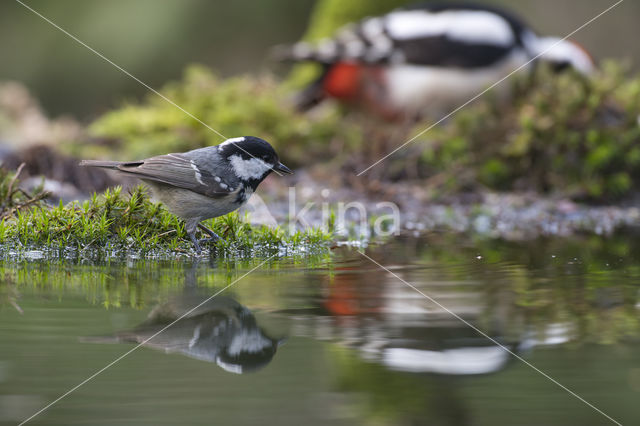 Kruisbek (Loxia curvirostra)