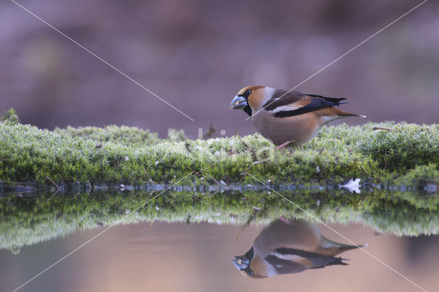 Appelvink (Coccothraustes coccothraustes)