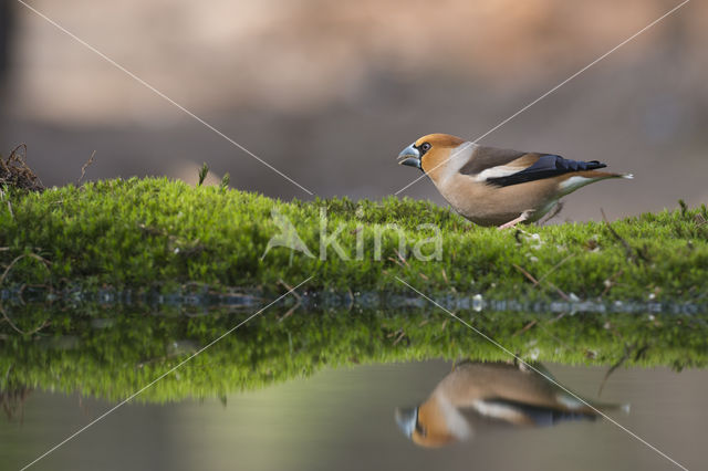 Appelvink (Coccothraustes coccothraustes)