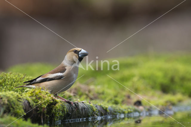 Hawfinch (Coccothraustes coccothraustes)