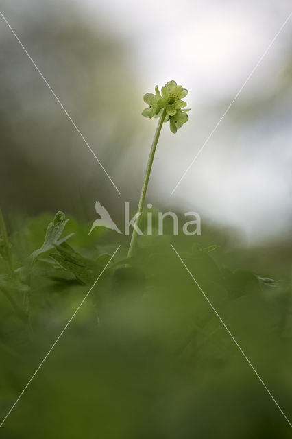 Muskuskruid (Adoxa moschatellina)