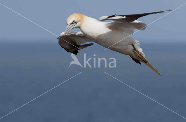 Northern Gannet (Morus bassanus)