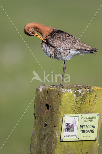 Black-tailed Godwit (Limosa limosa)