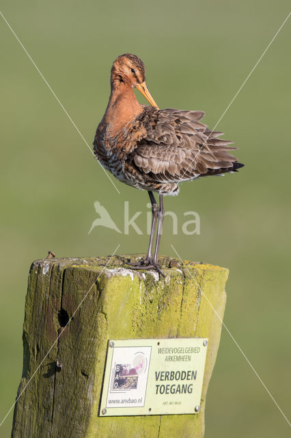 Black-tailed Godwit (Limosa limosa)