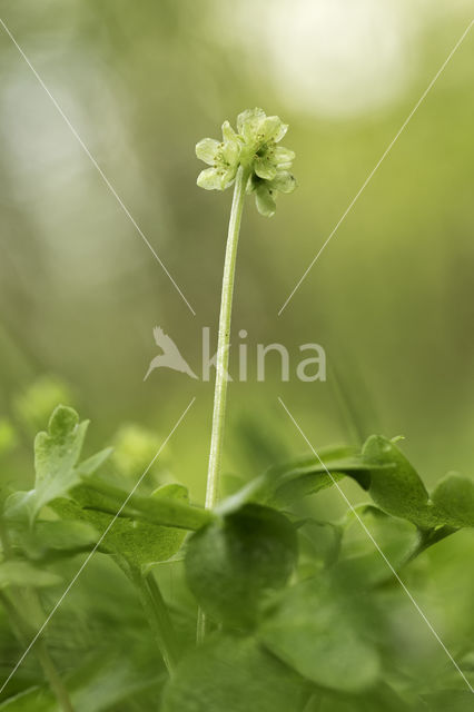 Moschatel