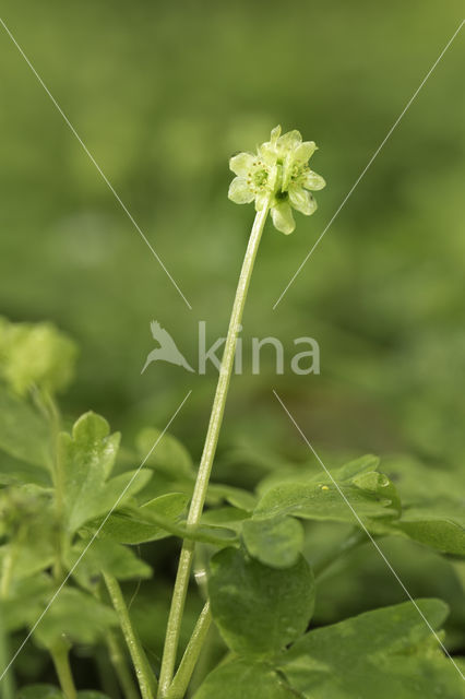 Muskuskruid (Adoxa moschatellina)