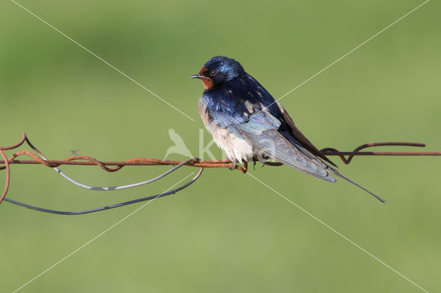 Boerenzwaluw (Hirundo rustica)