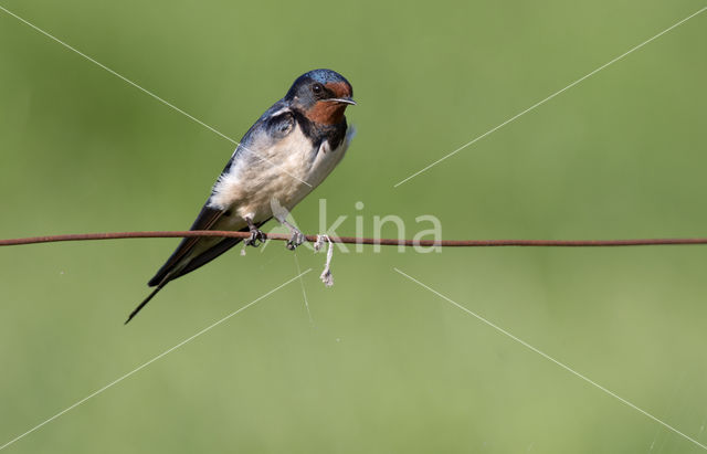 Barn Swallow (Hirundo rustica)