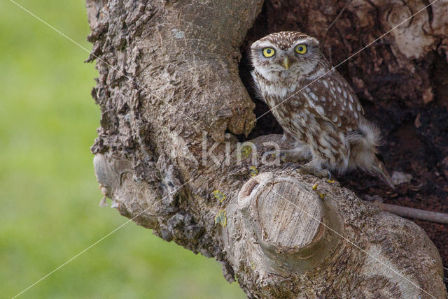 Little Owl (Athene noctua)