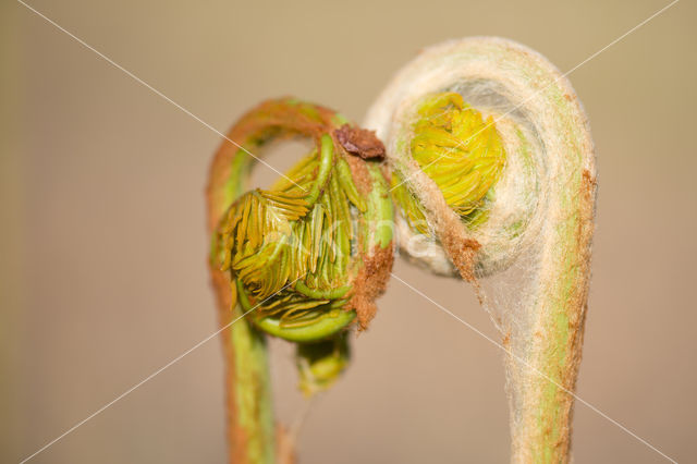 Koningsvaren (Osmunda regalis)