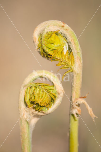 Koningsvaren (Osmunda regalis)