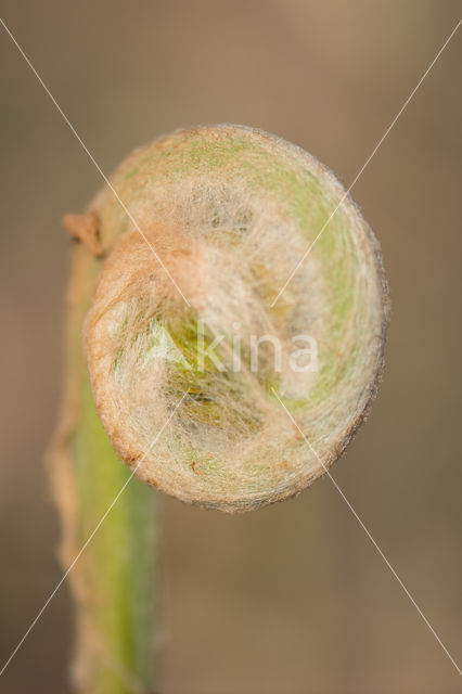 Koningsvaren (Osmunda regalis)