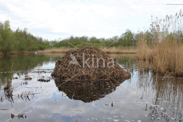 Muskrat (Ondatra zibethicus)