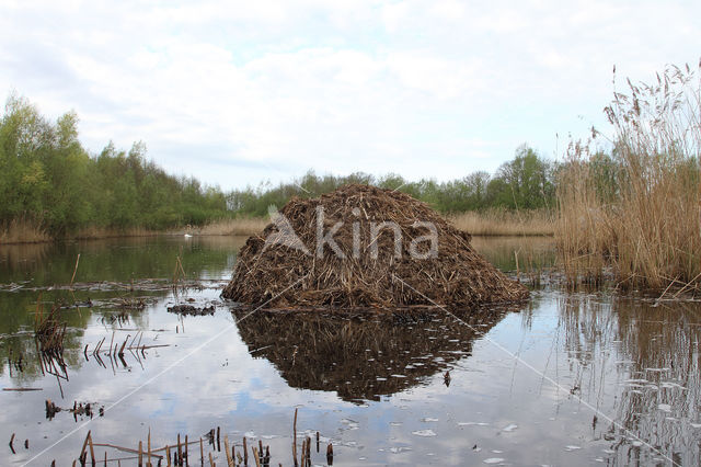 Muskrat (Ondatra zibethicus)