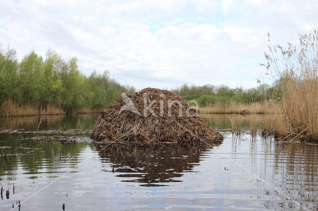 Muskrat (Ondatra zibethicus)