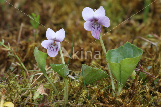 Moerasviooltje (Viola palustris)