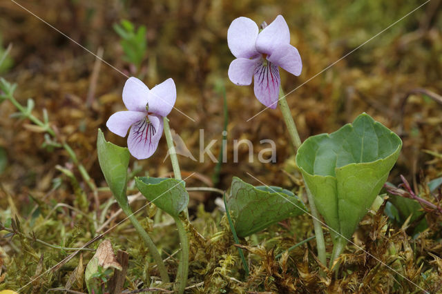 Marsh Violet (Viola palustris)