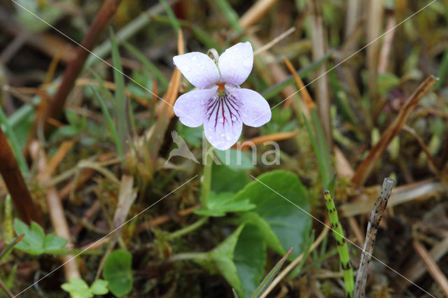 Marsh Violet (Viola palustris)