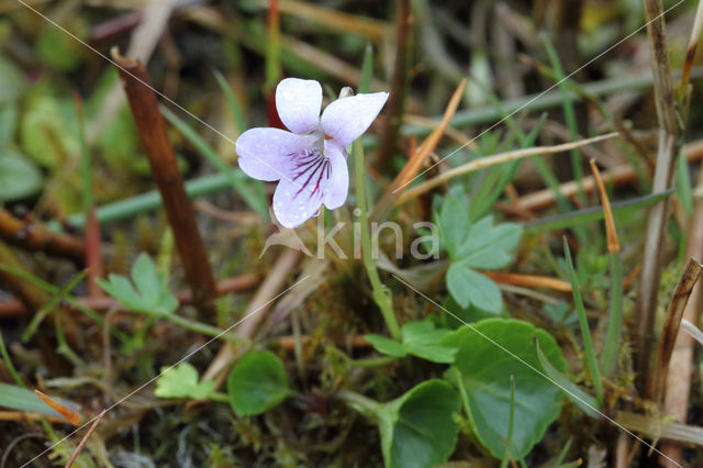 Moerasviooltje (Viola palustris)