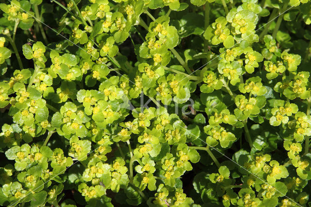 Opposite-leaved Golden Saxifrage (Chrysosplenium oppositifolium)