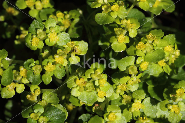 Paarbladig goudveil (Chrysosplenium oppositifolium)