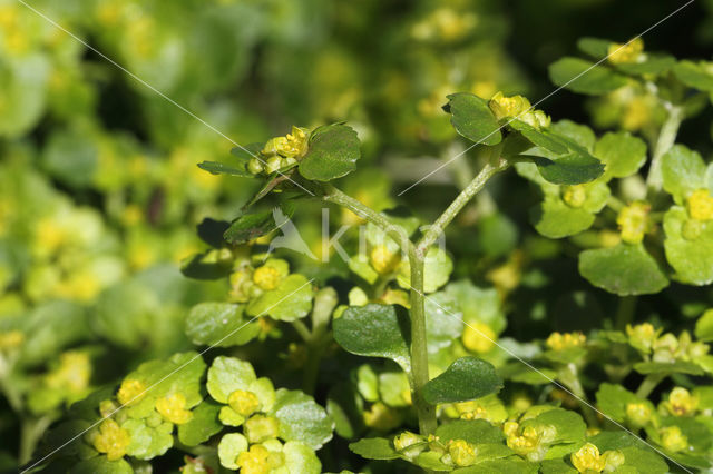 Paarbladig goudveil (Chrysosplenium oppositifolium)