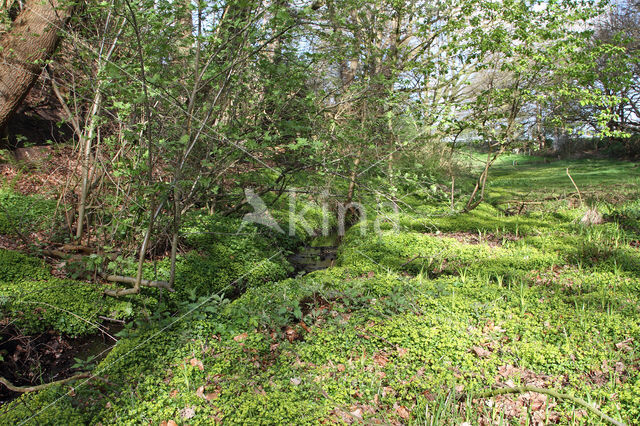 Paarbladig goudveil (Chrysosplenium oppositifolium)