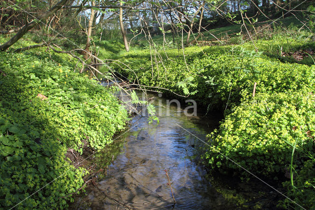 Opposite-leaved Golden Saxifrage (Chrysosplenium oppositifolium)