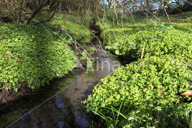 Paarbladig goudveil (Chrysosplenium oppositifolium)