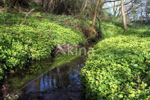 Paarbladig goudveil (Chrysosplenium oppositifolium)