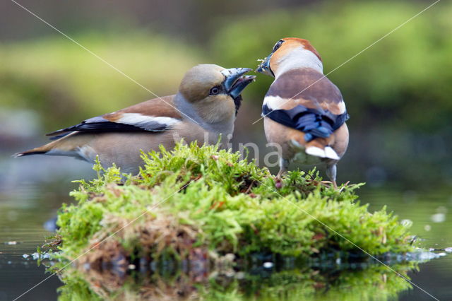 Appelvink (Coccothraustes coccothraustes)