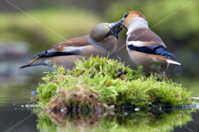 Appelvink (Coccothraustes coccothraustes)