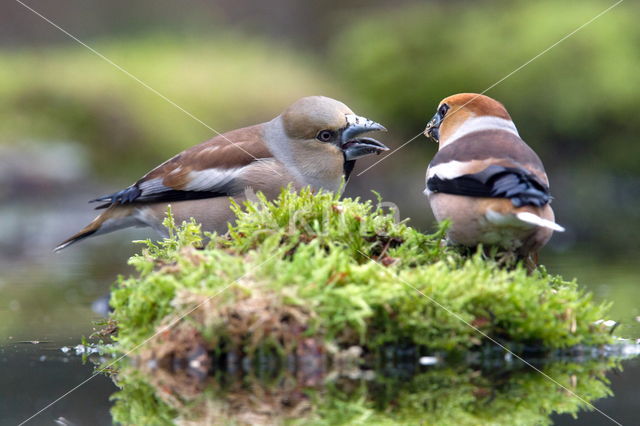 Hawfinch (Coccothraustes coccothraustes)