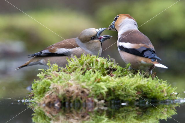 Hawfinch (Coccothraustes coccothraustes)