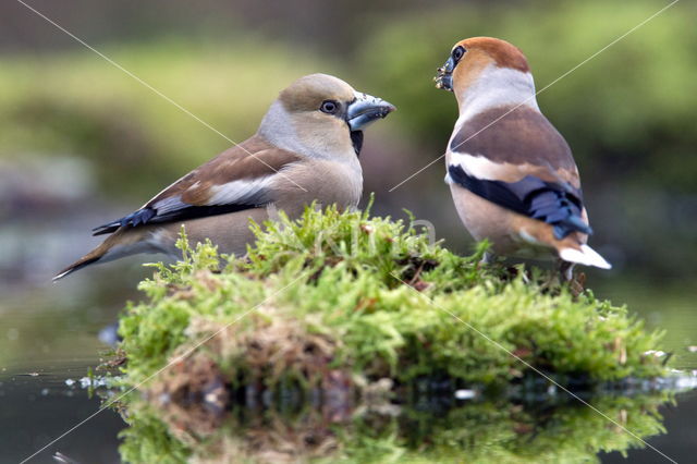 Hawfinch (Coccothraustes coccothraustes)