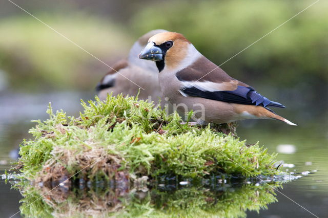 Hawfinch (Coccothraustes coccothraustes)