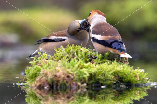 Hawfinch (Coccothraustes coccothraustes)