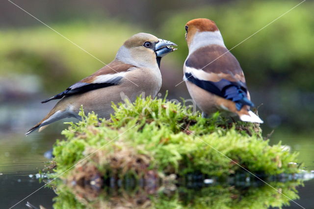 Appelvink (Coccothraustes coccothraustes)