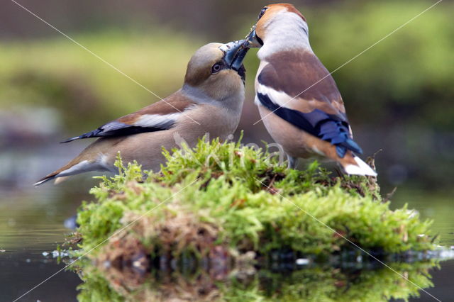 Appelvink (Coccothraustes coccothraustes)