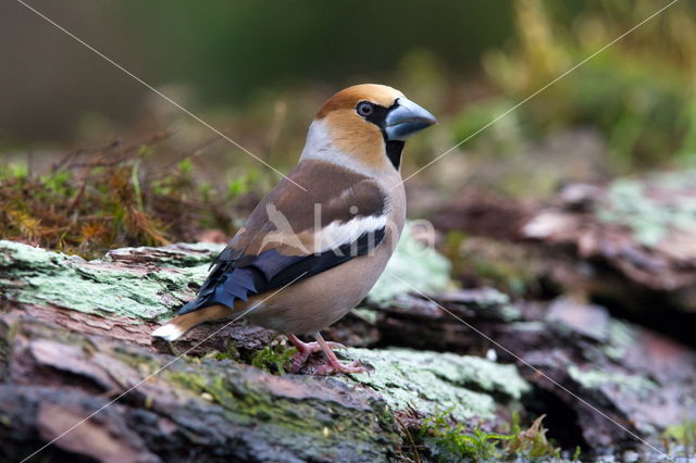 Appelvink (Coccothraustes spec.)