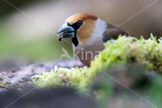 Appelvink (Coccothraustes spec.)