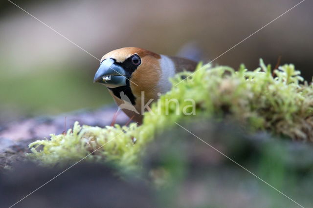 Appelvink (Coccothraustes spec.)