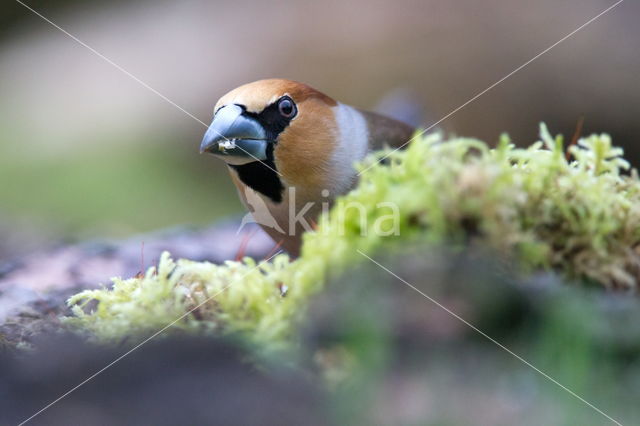 Appelvink (Coccothraustes spec.)