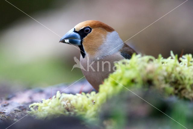 Appelvink (Coccothraustes spec.)